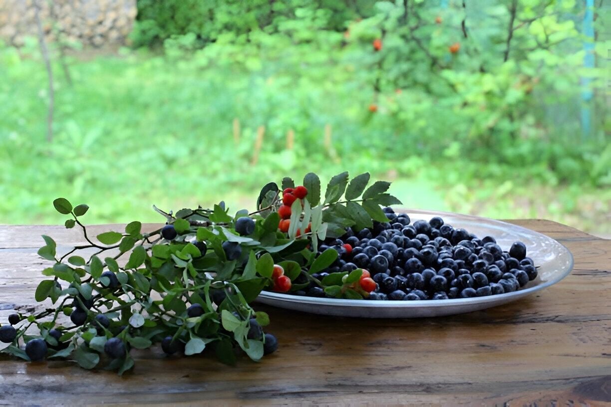 Yaban Mersini (Likapa) Fidanı Özellikleri ve Bakımı