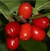 Kızılcık (Kırmızı Meyveli) Fidanı 4 Yaş 130 cm