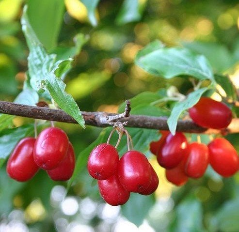 Kızılcık (Kırmızı Meyveli) Fidanı 4 Yaş 130 cm