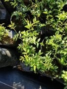 Kuşburnu (Dikensiz) Fidanı 40-60 cm