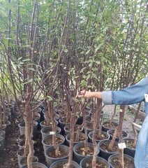 Vişne (Kütahya) Fidanı 5 Yaş 220-250 cm-Gövde Çapı 8-12 cm