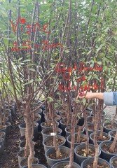 Vişne (Kütahya) Fidanı 5 Yaş 220-250 cm-Gövde Çapı 8-12 cm