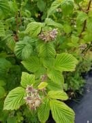 Ahududu (Yediveren) Fidanı 50 cm