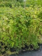 Ahududu (Yediveren) Fidanı 50 cm