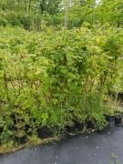 Ahududu (Yediveren) Fidanı 50 cm