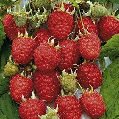 Ahududu (Yediveren) Fidanı 50 cm