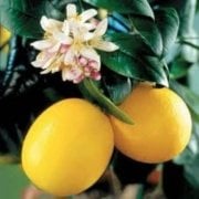 Tam Bodur Saksılık Mayer Limon Fidanı 30-50 cm