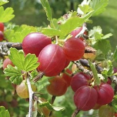 Bektaşi Üzümü (Kırmızı) Fidanı Fidan 20 cm