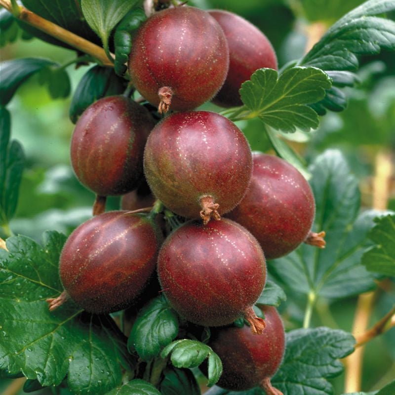 Bektaşi Üzümü (Kırmızı) Fidanı Fidan 20 cm