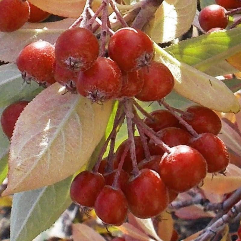 Aronia Arbutifolia ( Red Chokeberry) Katya 3 Yaş- 50-60 cm