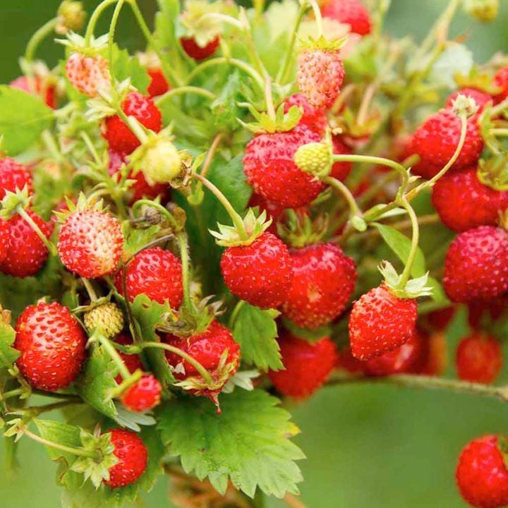 Çilek (Dağ Çileği Doğal) Fidesi-Saksılı 4 Adet