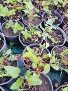 Çilek (Dağ Çileği Doğal) Fidesi-Saksılı 4 Adet