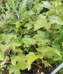 Frenk Üzümü (Kırmızı) Meyveli 30-50 cm