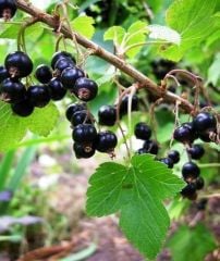 Frenk Üzümü (Siyah) Meyveli 20-30 cm