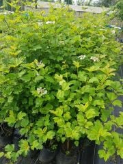 Girabolu Fidanı-50 cm