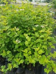 Girabolu Fidanı-50 cm