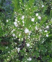 Mersin (Beyaz) Fidanı 4 Yaş 120 cm-Aşılı