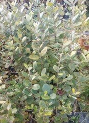 Feijoa (Kaymak Ağacı) Fidanı 3-4 Yaş- Boy 60-90 cm