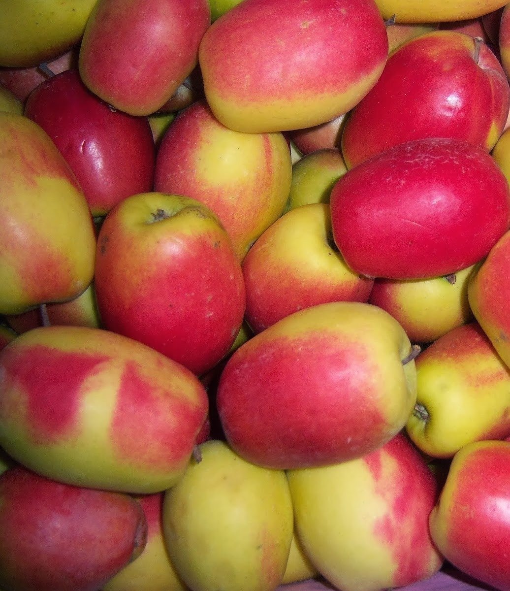 Kağızman (Uzun Elma) Fidanı 150-200 cm