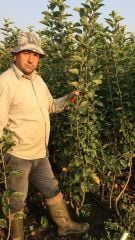 Osmanlı (Gümüşhane) Kabak Elması 150-200 cm-Tüplü-4 Yaş