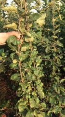 Osmanlı (Gümüşhane) Kabak Elması 150-200 cm-Tüplü-4 Yaş