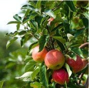 Osmanlı (Gümüşhane) Kabak Elması 150-200 cm-Tüplü-4 Yaş