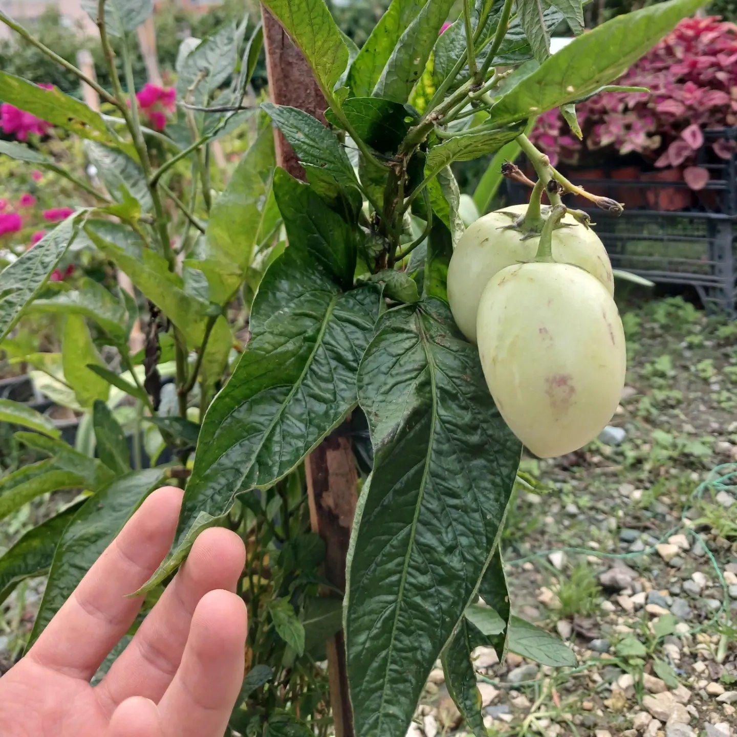 Pepino Fidanı-15-20 cm