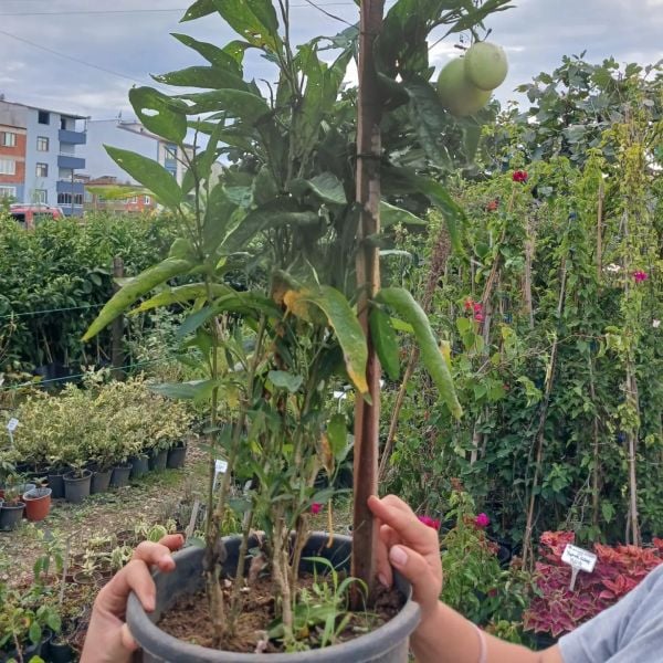 Pepino Fidanı-15-20 cm