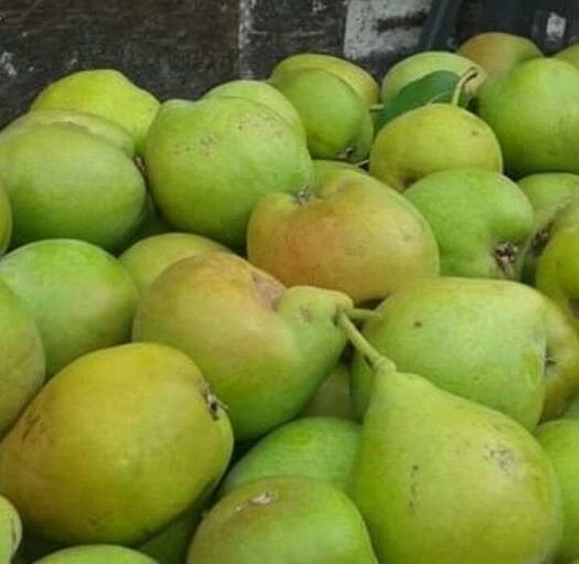 Göksulu Armut Fidanı 150-160 cm 3-Yaş