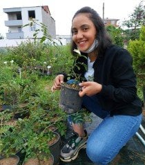 Kokulu Sarmaşık Beyaz Gül Fidanı
