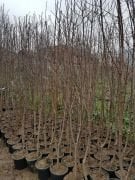 Mahlep (İdris Ağacı-Kokulu Kiraz-Taş Kirazı)  Fidanı 8 Yaş Boy 300-350 cm Gövde Çapı 8-10 cm