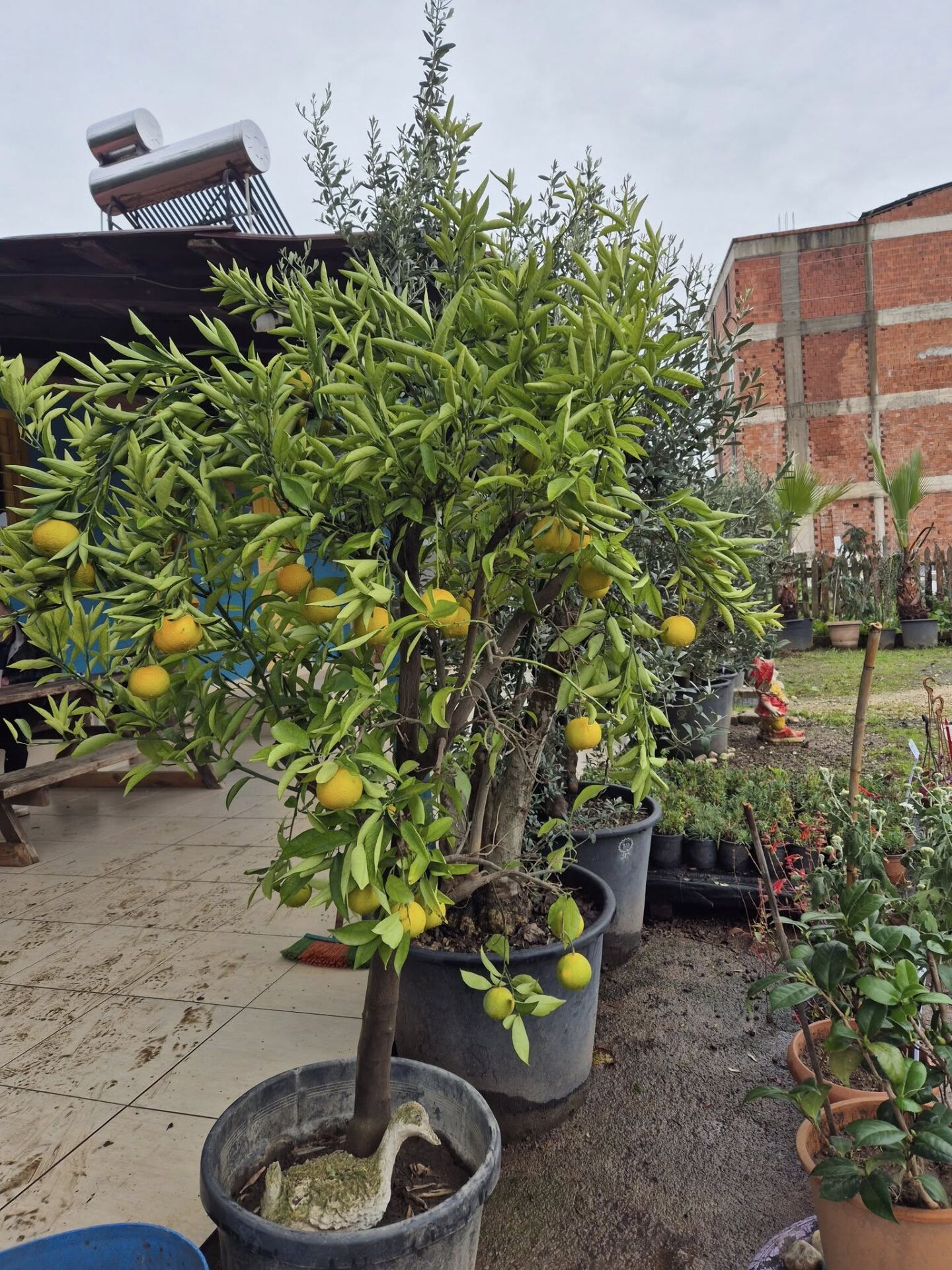 Mandalina Ağacı 10 Yaş-Gövde Çevresi 16-20 cm