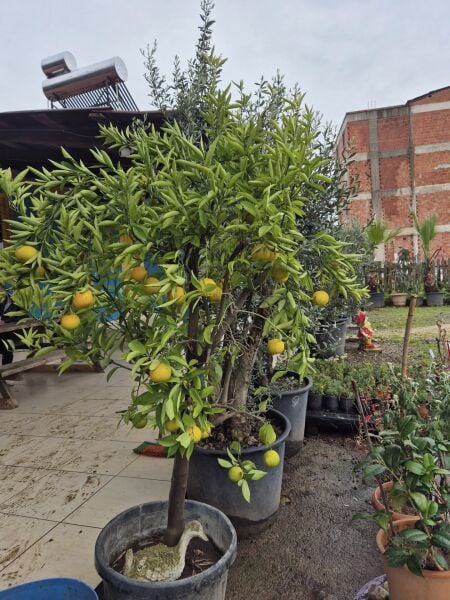 Mandalina Ağacı 10 Yaş-Gövde Çevresi 16-20 cm
