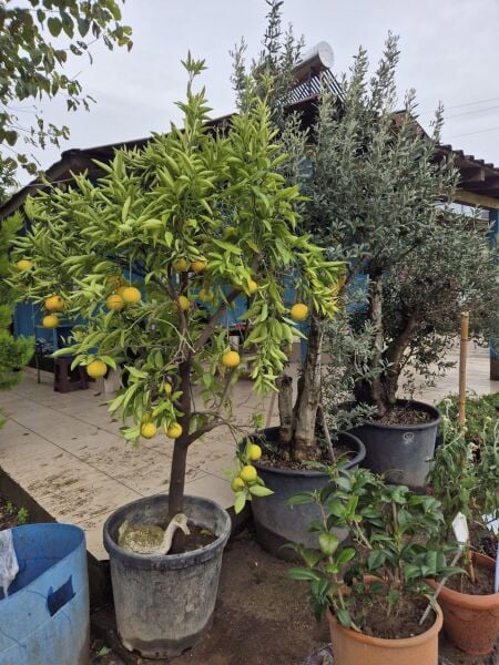 Mandalina Ağacı 10 Yaş-Gövde Çevresi 16-20 cm