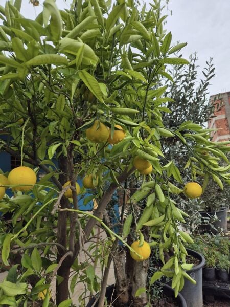 Mandalina Ağacı 10 Yaş-Gövde Çevresi 16-20 cm