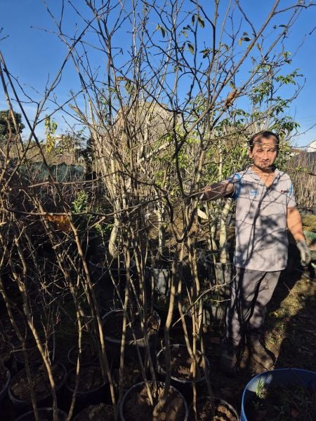 Çakıldak Fındık fidanı 5 yaş. Boy 200 cm