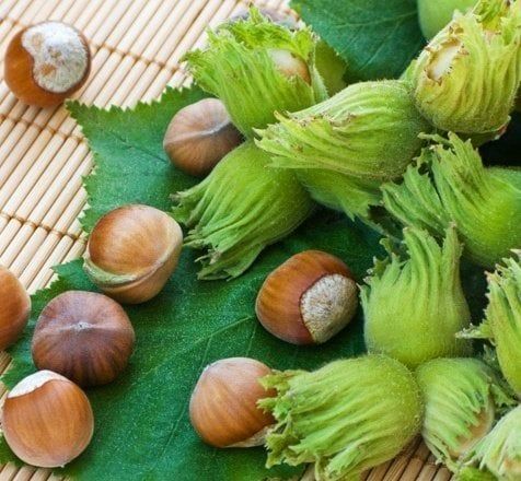 Çakıldak Fındık fidanı 5 yaş. Boy 200 cm