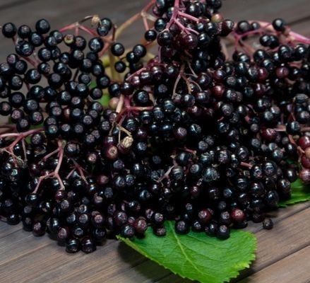 Sambucus Elderberry Mürver Fidanı-Patlangıç Ağacı 12 Yaş- Gövde Çevresi 18-20 cm