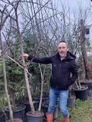 Aydın Sarı Lob İncir Fidanı 6-7 Yaş-220- 250cm -Gövde Çevresi 10-14 cm