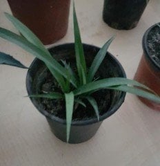 Ananas Fidanı 30-50 cm