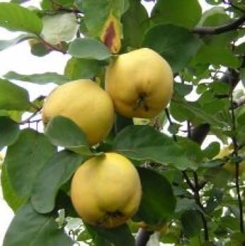 Ayva (Ekmek Ayvası) Fidanı 5-6 Yaş-230-250 cm-Gövde Çapı 6-10 cm