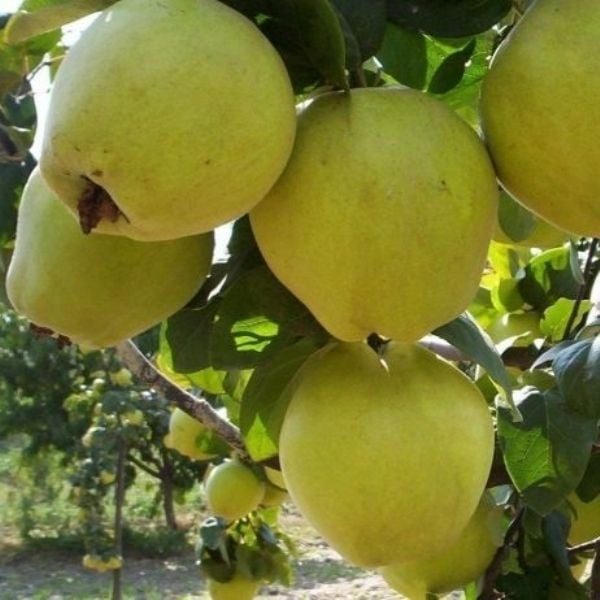 Ayva (Limon Ayvası) Fidanı 5-6 Yaş-230-250 cm-Gövde Çapı 6-10 cm