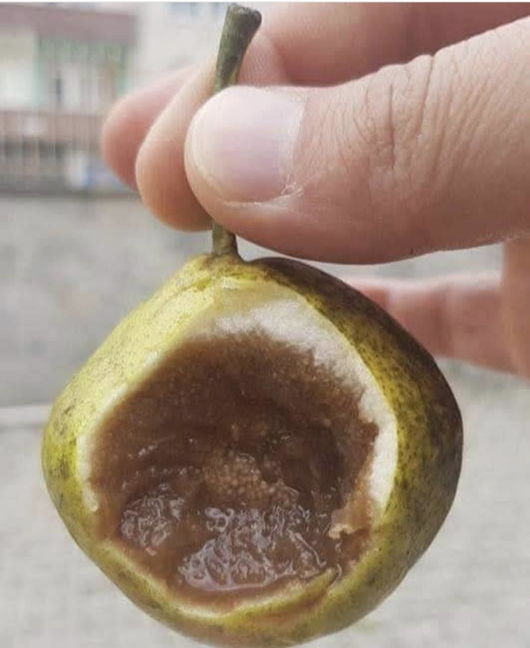 Küpdüşen Armutu Fidanı 130-150 cm