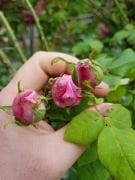 Bal Gülü 1 Kokulu Melek Gülü Fidanı