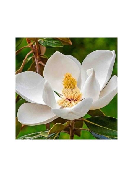 Manolya Fidanı ( Beyaz Çiçekli )-Gövde Çevresi 12-14 cm