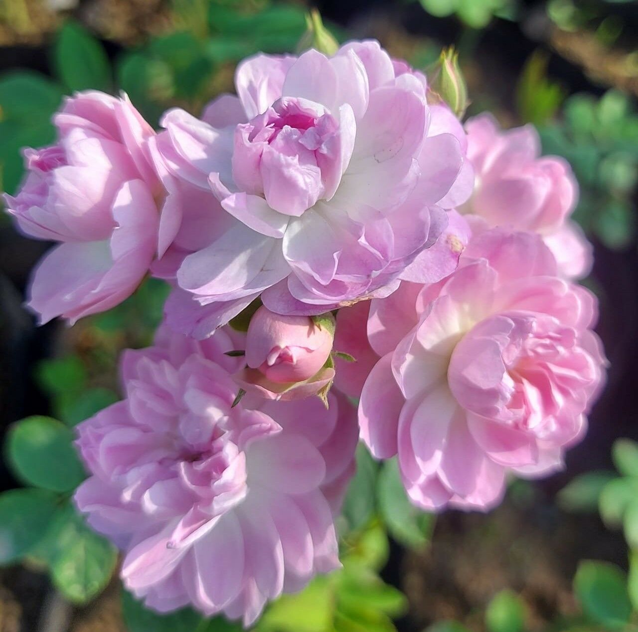 Geleneksel -Kokulu-Sarmaşık-Çardak Lavinya Gül Fidanı