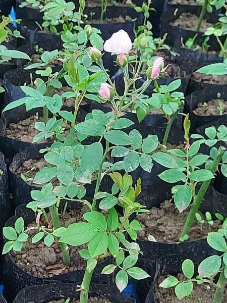 Geleneksel -Kokulu-Sarmaşık-Çardak Lavinya Gül Fidanı