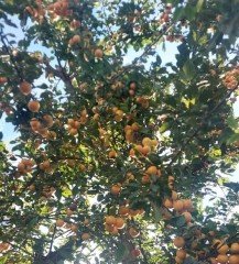 Niğde Sarı Erik Fidanı 150 cm- 4 Yaş-Yumurta Eriği