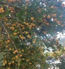 Niğde Sarı Erik Fidanı 150 cm- 4 Yaş-Yumurta Eriği