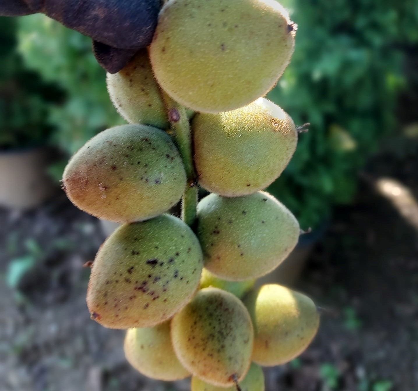 Salkım Şeklinde Meyveli Kalp Cevizi Fidanı 40 - 80 cm